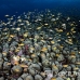 anthias_lr_mb_h_0556_png3103.jpg